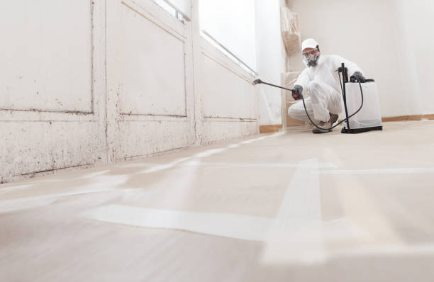 Black mold remediation team in Willow Street